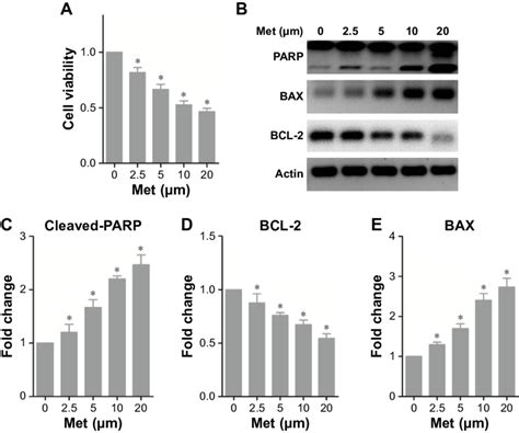 Metformin Induces Apoptosis In Hepg Cells Notes A The Effect Of