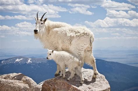 Mountain Goat