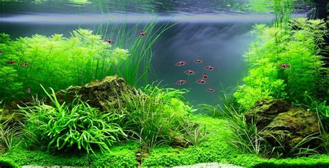 Tetra Aquascape - Blog Aquascape