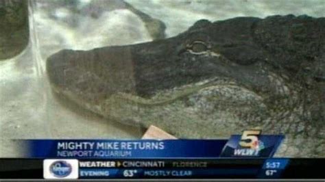 Mighty Mike Returns To Newport Aquarium