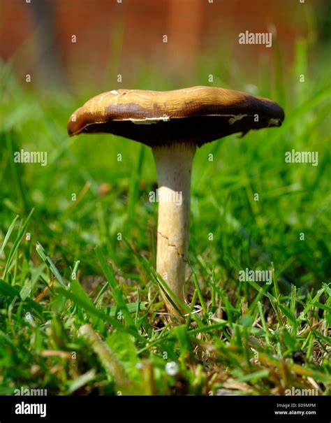 Wild Mushroom Uk Hi Res Stock Photography And Images Alamy