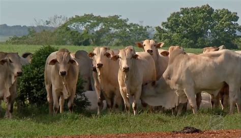 Brasil abate mais bovinos suínos e frangos no segundo trimestre diz IBGE