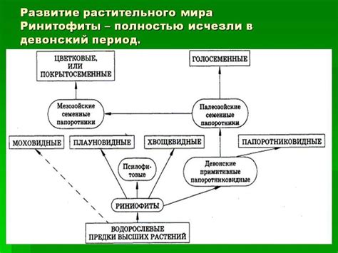 Риниофиты - презентация онлайн