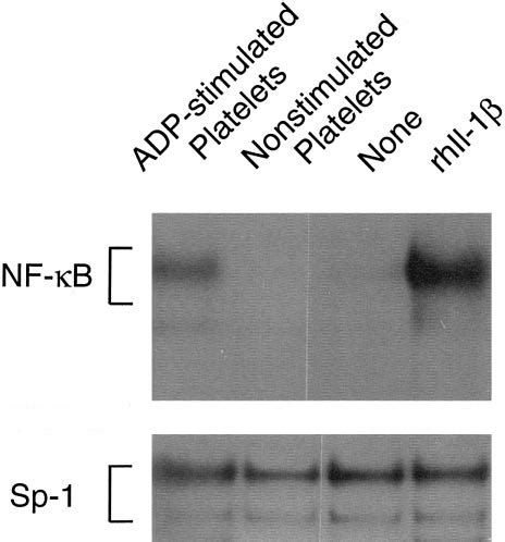 Activated Platelets Induce Activation Of Nf B In Endothelial Cells