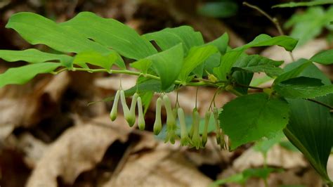 Polygonatum Sigillo Di Salomone Parco Naturale Dei Lago Flickr