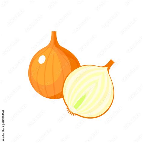 Vegetables White Onion Bulb And Half Vector Illustration Cartoon Flat