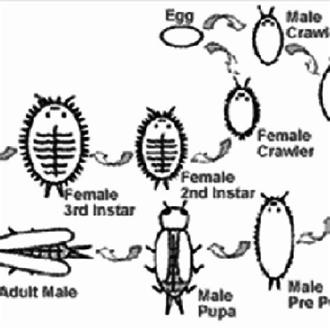 Mealybugs Life Cycle