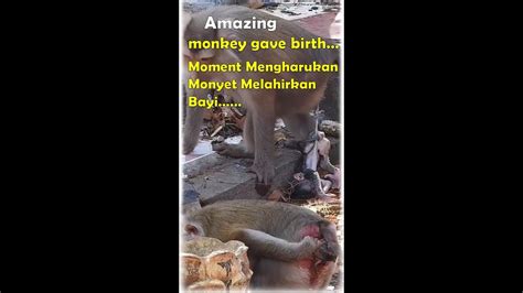 Momen Monyet Melahirkan Bayi Nya Amazing Animal Birth Shorts Youtube