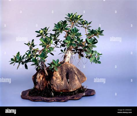 Bonsai Ficus Nitida A Long Island India Fig Cultivar Style Banyan