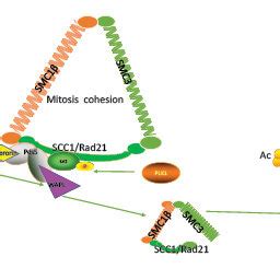 Shugoshin Inhibits Removal Of Acetylated Cohesin From Chromosome Arms