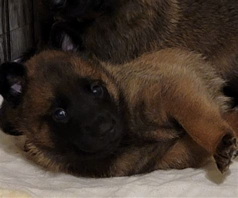 Belgian Malinois Puppies For Sale