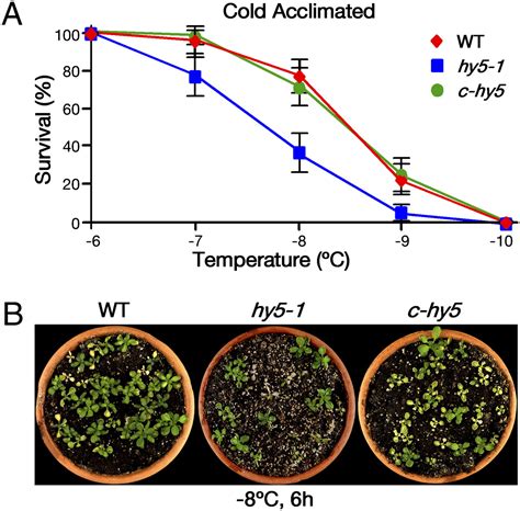 Integration Of Low Temperature And Light Signaling During Cold