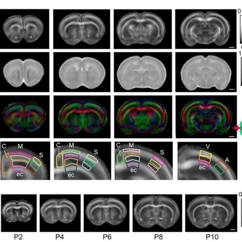 Group Averaged In Vivo Diffusion Tensor Images Of The Developing Rat