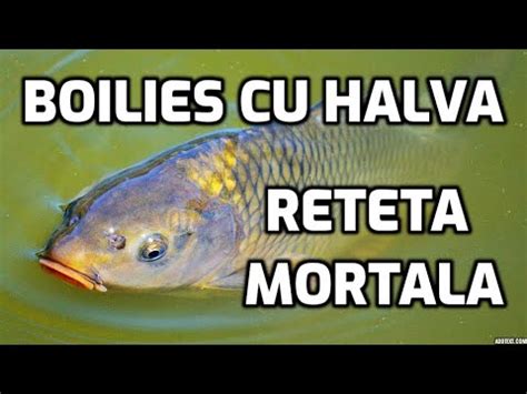 Boilies Cu Halva Reteta Mortala Pentru Pescuit La Crap Si Caras Youtube