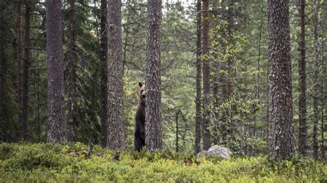 Wallpaper Forest, bear behind the tree 2560x1440 QHD Picture, Image