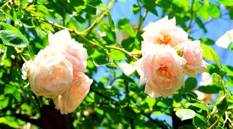 How to Plant, Grow, and Care for New Dawn Roses