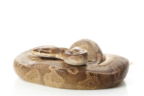 Sunset Ball Python Pictures - AZ Animals