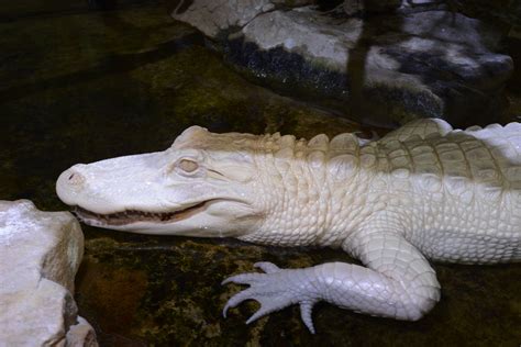 Albino Alligator