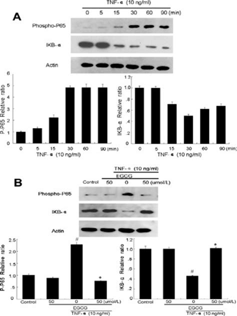 Effect Of Egcg On Tnf α Induced Nf κb Activation In Huvecs A Huvecs