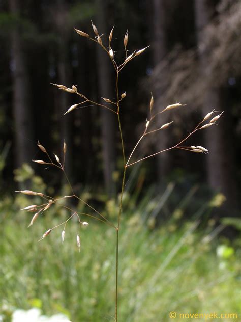 Image collection of wild vascular plants - Deschampsia flexuosa