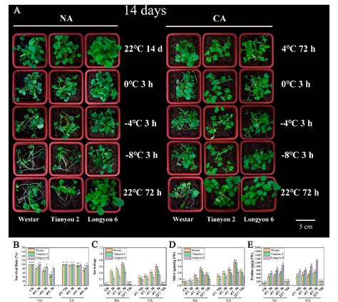 Figure 1 From Comparative Transcriptome Analysis Revealed The Freezing