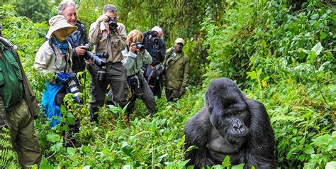 Why You Need To See Africa S Mountain Gorillas In Uganda Sima Safari