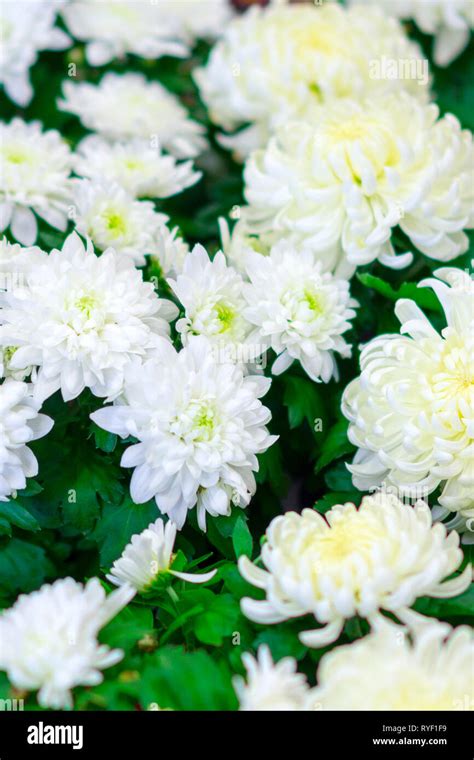 White Chrysanthemum Flower Stock Photo Alamy