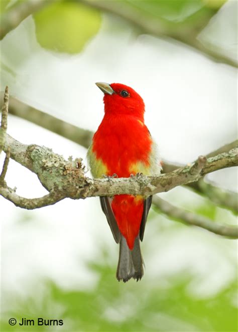 Scarlet Tanager