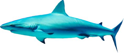 Shark PNG