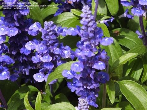 PlantFiles Pictures Salvia Mealy Cup Sage Mealycup Sage Victoria