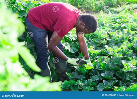 African American Farmer Picking Cucumbers In Garden Stock Image Image Of Fresh Grower 236238085