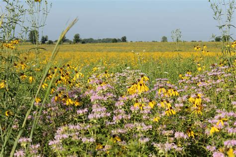 🔥 [40+] Illinois Prairie Wallpapers | WallpaperSafari