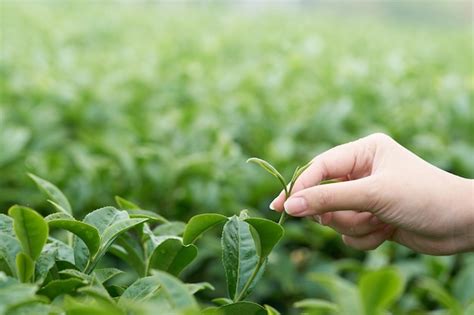 Premium Photo Close Up Of Woman Hand Holding Plant