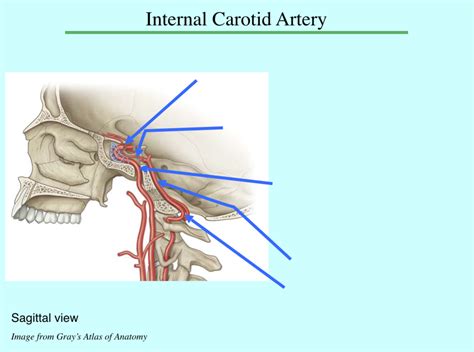 Internal Carotid Artery Diagram Quizlet