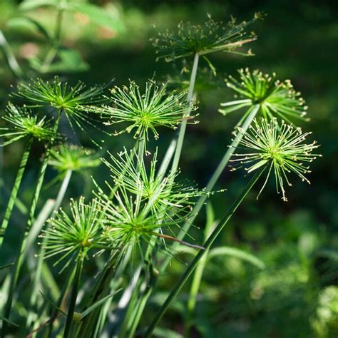 Cyperus papyrus Crown of Pharaoh | White Flower Farm