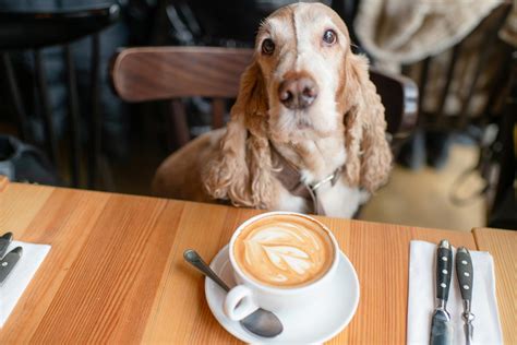 Brilliant Dog Friendly Cafes In London — London X London