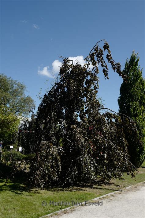 Fagus Sylvatica Black Swan Plantentuin Esveld