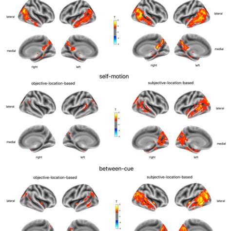 Figure S4 Functional Connectivity Between Retrosplenial Cortex And