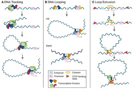 Figure 1 From Models Behind The Mystery Of Establishing Enhancer