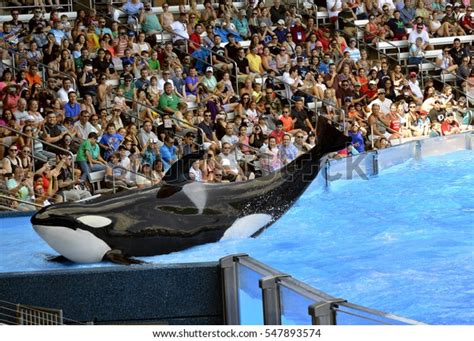 1,860 Seaworld Orcas Images, Stock Photos, 3D objects, & Vectors ...