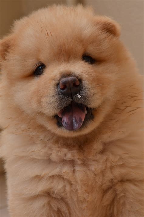 Free Images : puppy, animal, canine, pet, fur, young, sleeping, nose