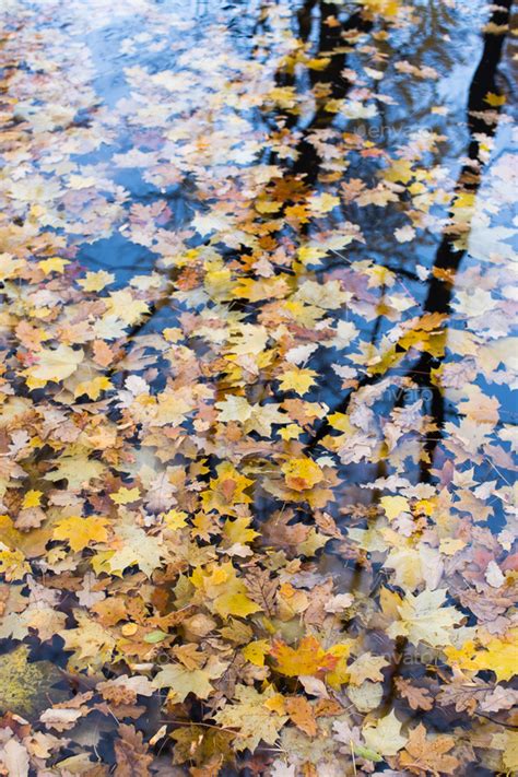 Autumn Leaves Flowing On Puddle With Reflection Of Naked Trees Fall