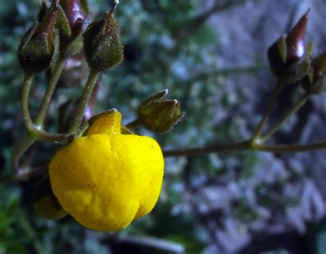 Calceolaria Filicaulis Calceolariaceae Image 37365 At PhytoImages Siu Edu