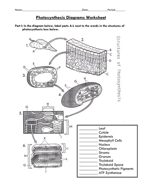 Blank Photosynthesis Diagrams Worksheet Fill Out And Print PDFs