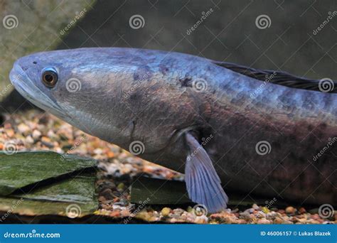 Giant snakehead stock image. Image of channa, micropeltes - 46006157