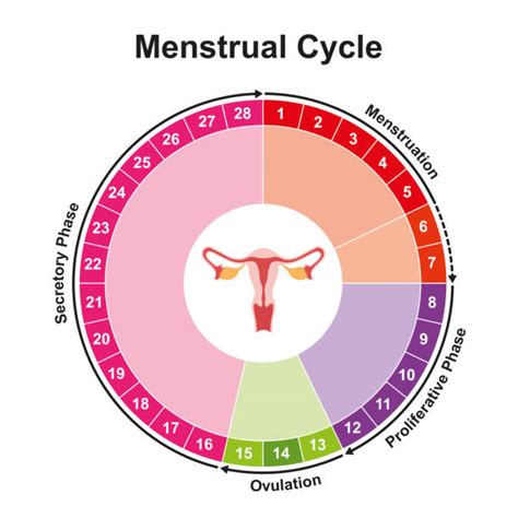 Comprendre le Cycle Menstruel Guide Complet par un Gynécologue