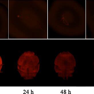 Fluorescence imaging of Texas red elimination in the SR strain ...