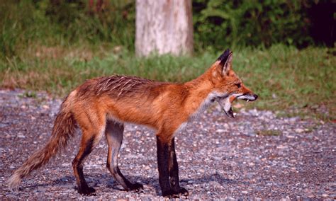 Why Do Foxes Scream Pain Or Distress Pests Banned