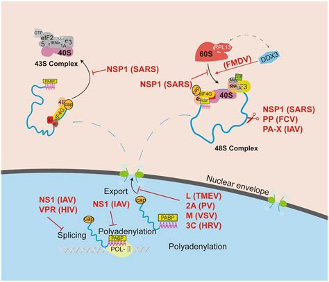 Frontiers Ribosomal Control In RNA Virus Infected Cells