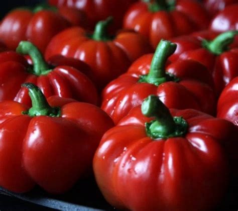Перец ратунда: описание и характеристика сорта, фото, выращивание